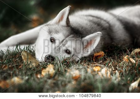 Beautiful Siberian Husky dog like a wolf