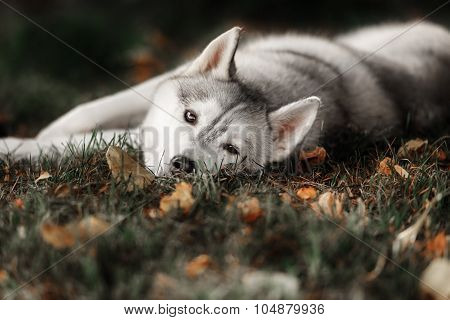 Beautiful Siberian Husky dog like a wolf
