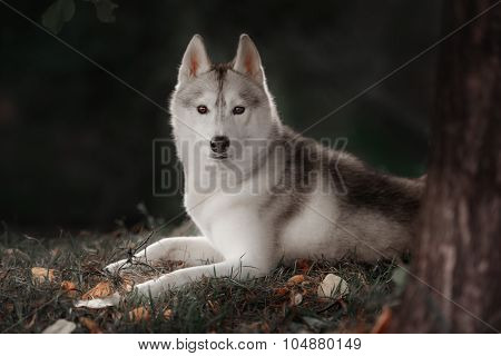 Beautiful Siberian Husky dog like a wolf