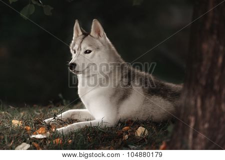 Beautiful Siberian Husky dog like a wolf