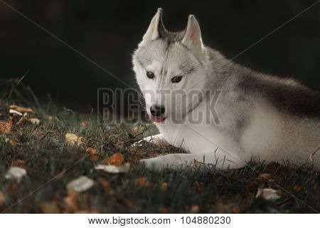 Beautiful Siberian Husky dog like a wolf