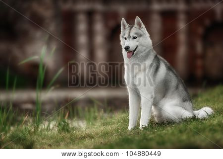 Beautiful Siberian Husky dog like a wolf