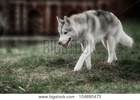 Beautiful Siberian Husky dog like a wolf