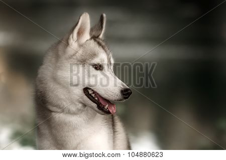 Beautiful Siberian Husky dog like a wolf
