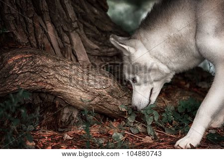 Beautiful Siberian Husky dog like a wolf