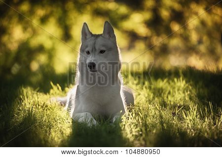 Beautiful Siberian Husky dog like a wolf