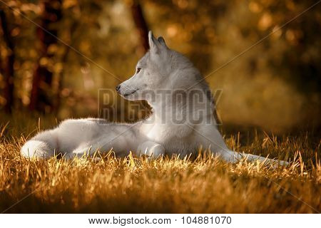 Beautiful Siberian Husky dog like a wolf