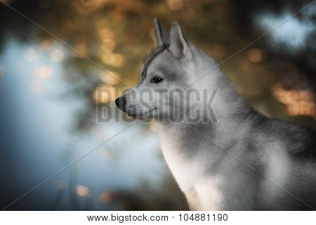 Beautiful Siberian Husky dog like a wolf