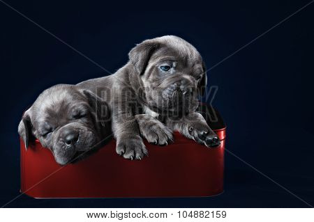 Cane Corso puppy