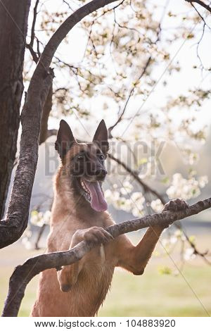 beautiful belgian shepherd malinois dog