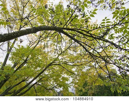 Amur Cork Tree