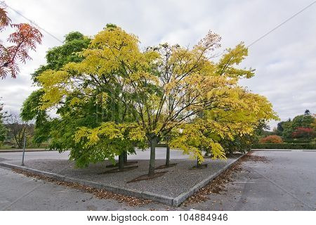 Amur Cork Tree
