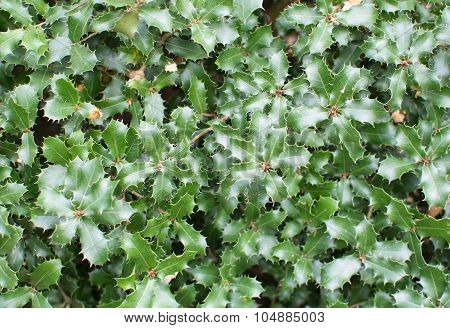 Kermes Oak Prickly Leaves