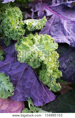 Colorful Kale