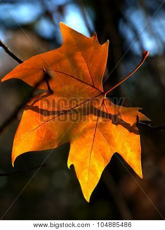 Hanging Leaf