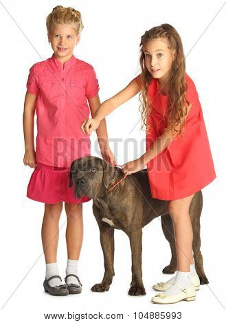 Two beautiful girls are trained big dog isolated on white. Focus on girl in red dress