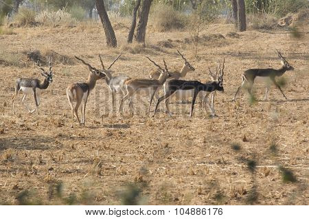 Black bucks