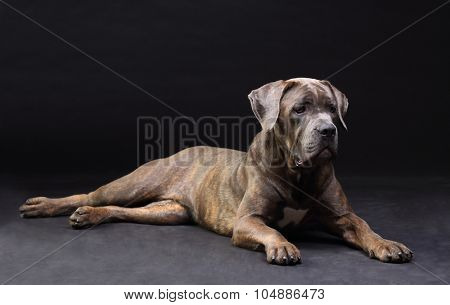 Cane Corso brindle lying on the floor isolated on black