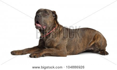 Cane Corso brindle with open mouth lying on the floor isolated on white