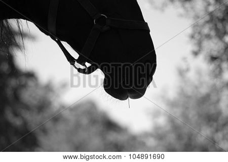 Head Horses