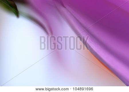 Macro Flowers