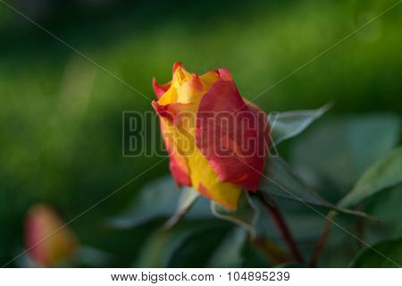 rose