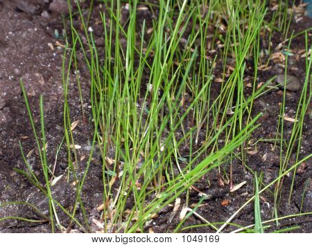 Plantor