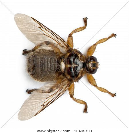 Hippobosca Equina หรือป่าบิน Hippoboscidae หน้าพื้นหลังสีขาว