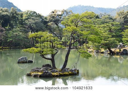 Trees