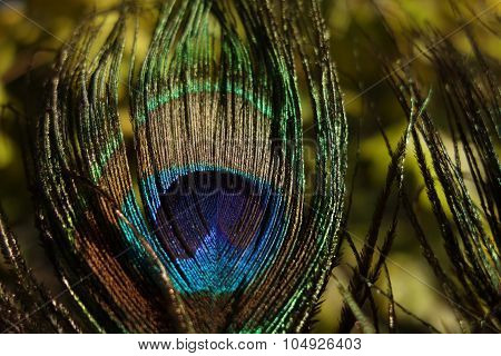 Beauty Peacock Feather