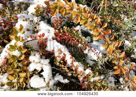 Background The First Snow