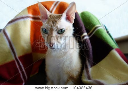 Orange And White  Sphynx Cat Sitting In A Basket