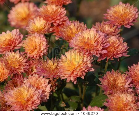 Flower2_1