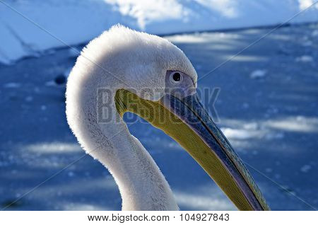 PELICAN