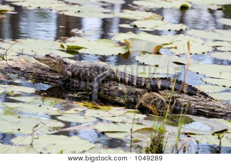 American Alligator