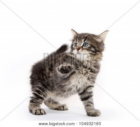 Cute Baby Tabby Kitten On White