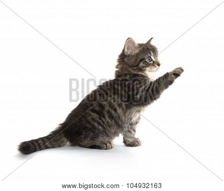 Cute Baby Tabby Kitten On White