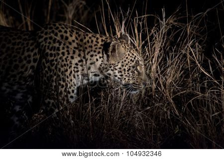 Leopard At Night