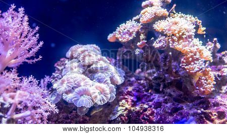 Coral Reef In Aquarium