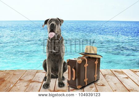 Funny dog tourist with suitcase and hat near sea