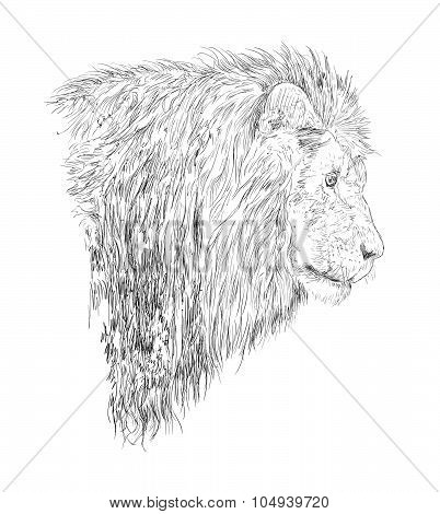 Lion head hand drawn