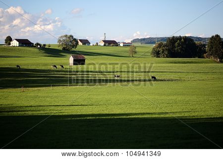 Country Landscape With Cows And Farm
