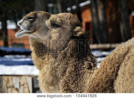 CAMEL