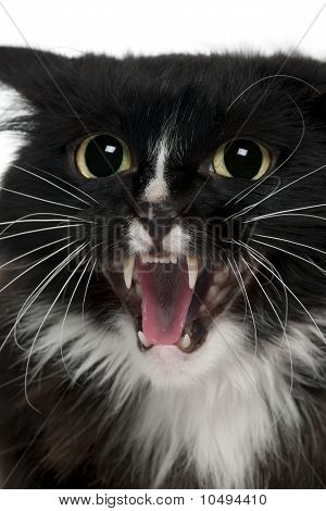 Közeli a Aegan macska Meowing, 3 év régi, fehér háttér előtt