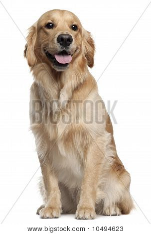 Golden Retriever, 1 anni e mezzo vecchio, seduto di fronte a sfondo bianco