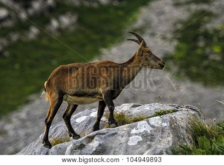 Female wild alpine, capra ibex, or steinbock