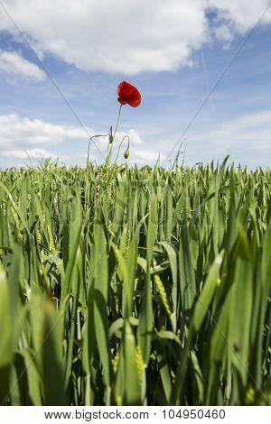 Lonely red possy flower sticking out from a in a green wheat field