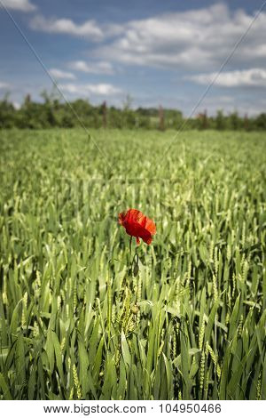Lonely red possy flower in a green wheat field
