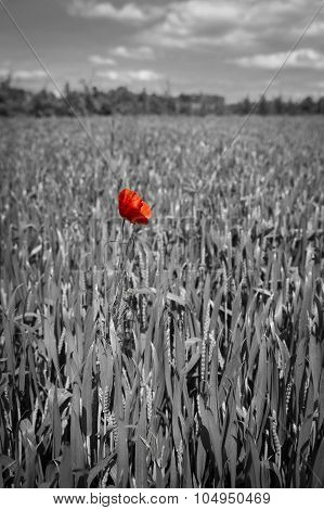 Lonely red possy flower in a green wheat field in black and white