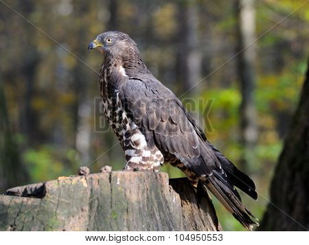Honey Buzzard Near Autumn Forest